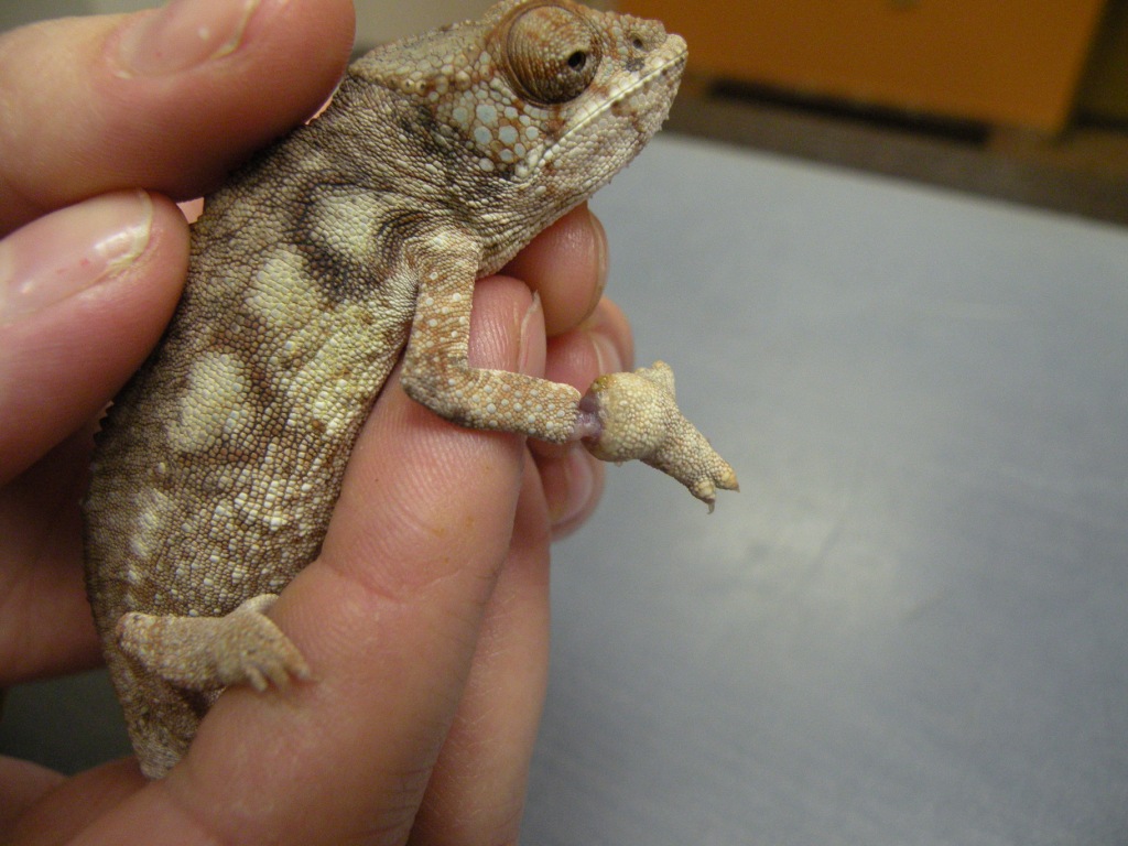Chameleon pardálí kroužková nekróza končetiny s odhalením kosti