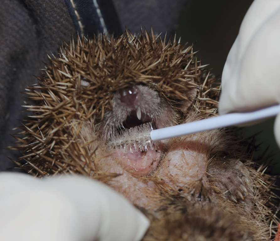 Odběr biologického materiálu bodlín Telfairův