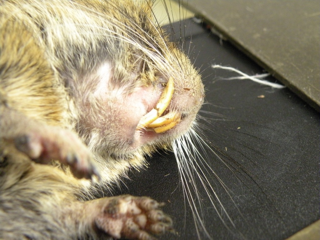 Zanedbaná malokluze u osmáka degu přerůstání řezáků