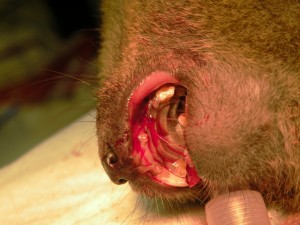 Fraktura špičáku lemura rákosového - stav po vyjmutí zubu a sutuře