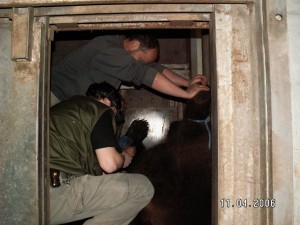 Manipulace s uspaným medvědem před kastrací