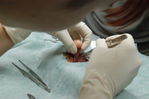 Operace želvy klapavky