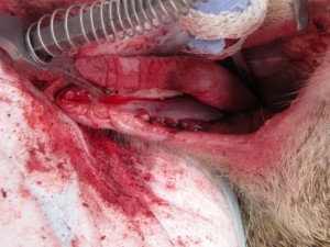 Otevřená fraktura dolní čelisti bodlína bezocasého - stav po amputaci poškozené kosti