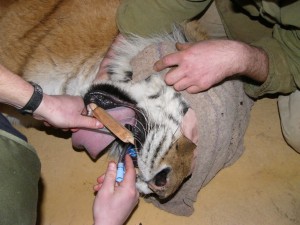Zavádění intubační kanyly tygrovi